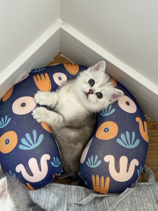 Продается котята !