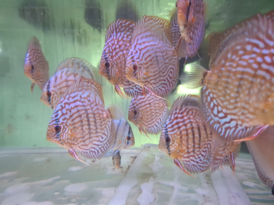 Crescatoria de discusi "Discusmaniac" Onesti