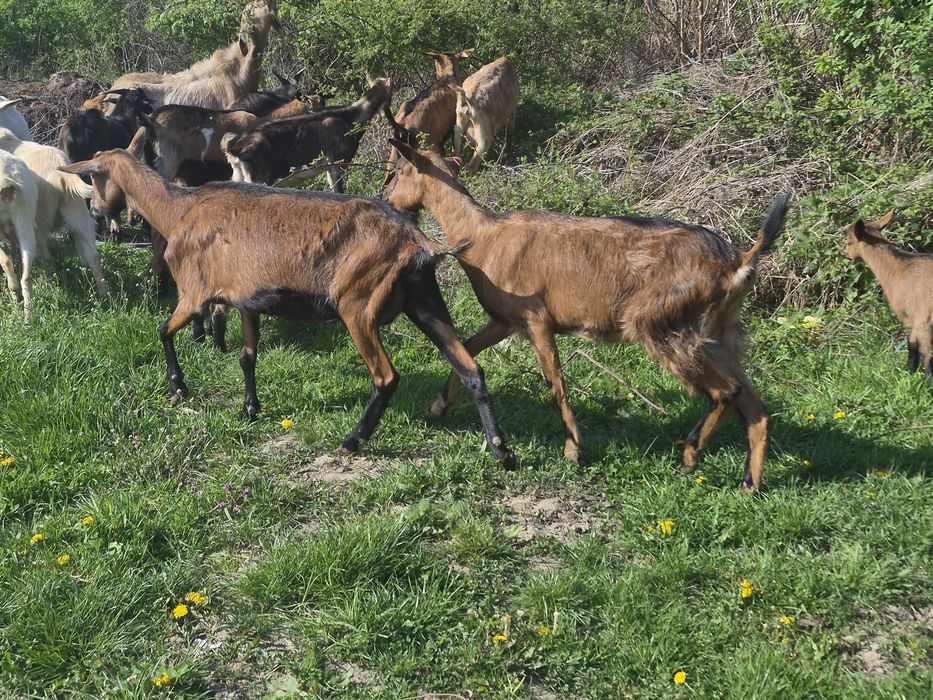Vand capre cu iezi