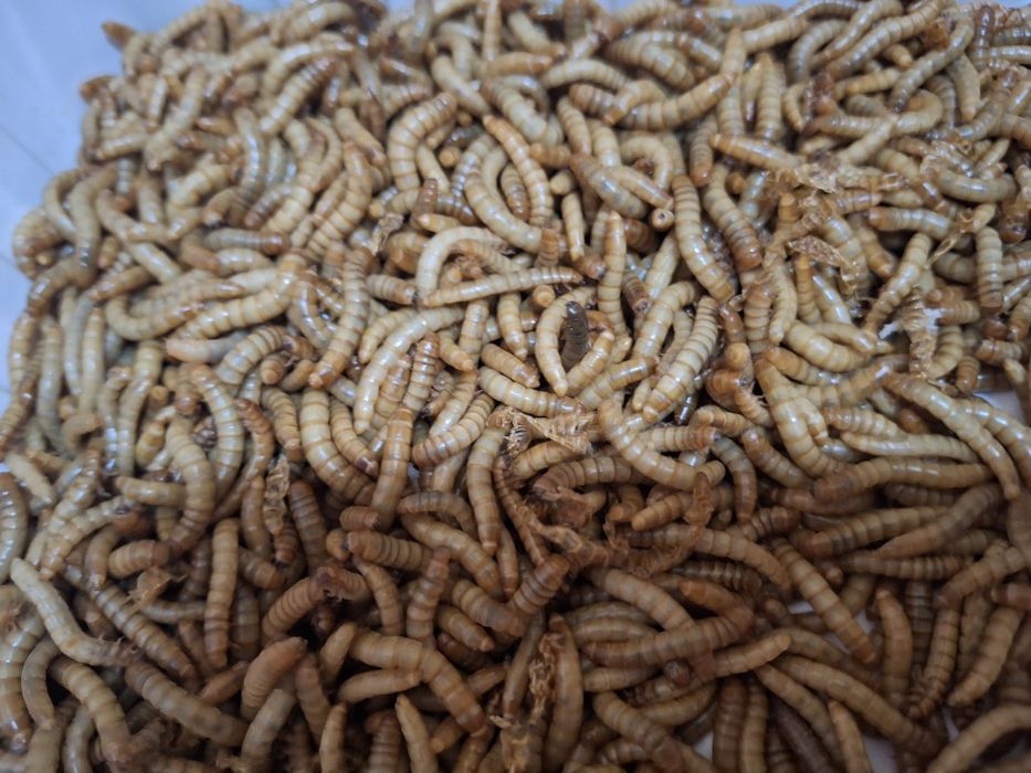 Щурци/брашнен червей/ морио/храна за екзотични/талалеж/катеричка/птици