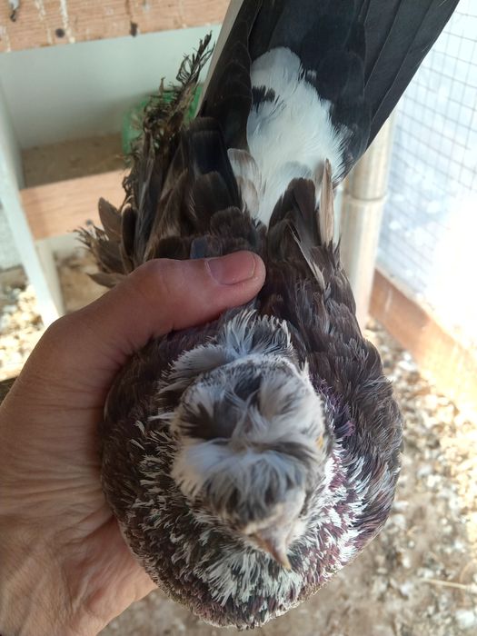 Продаётся челкарь двухчубый весёлый самец