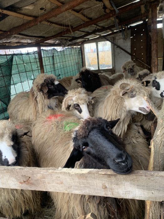 Oi de vânzare,oile sunt tienre cu miei