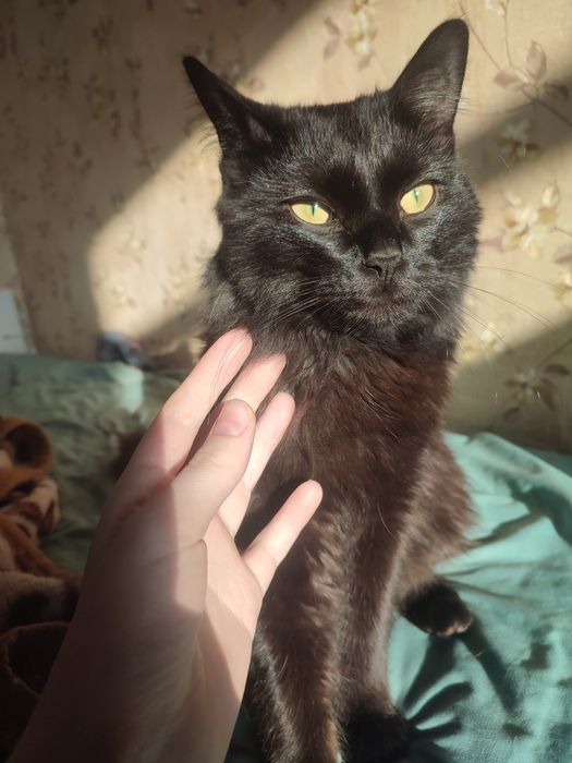 Котик ищет семью