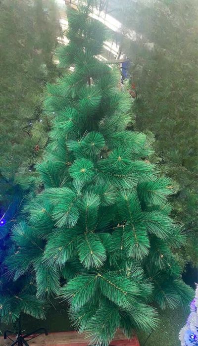 Коледна елха / борче със зелени връхчета  ПРОМОЦИЯ