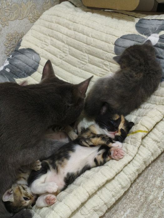 Чиловые котята в добрые руки :)