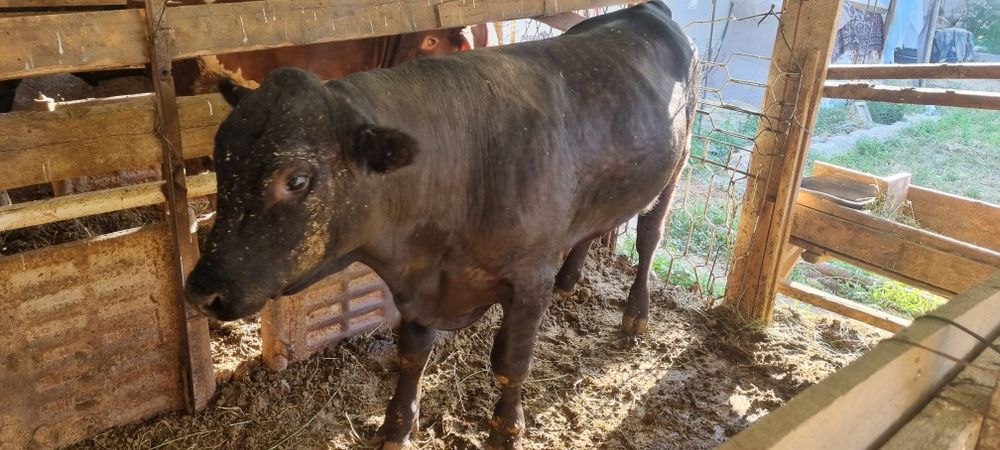 Ангус парода 2 та срочно сотилади