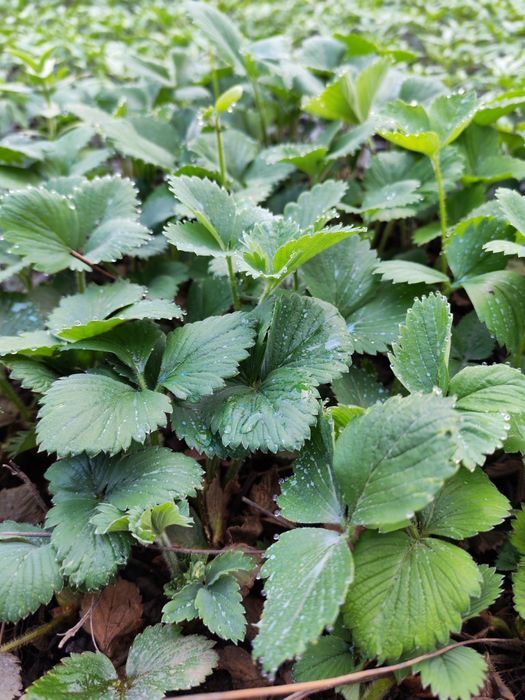 Vânzare Angro Răsaduri de Calitate