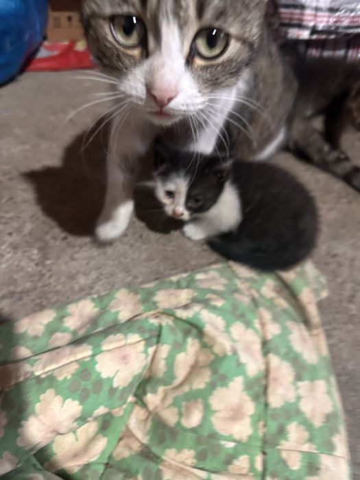 Отдам котят в хорошие руки