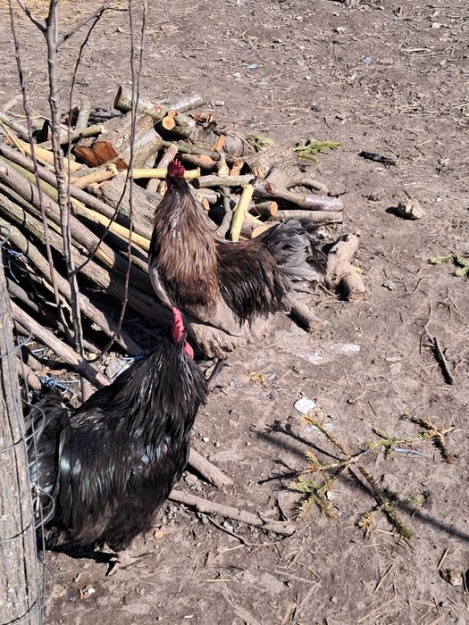 Gâscan holmogor, cocoși australop si altele