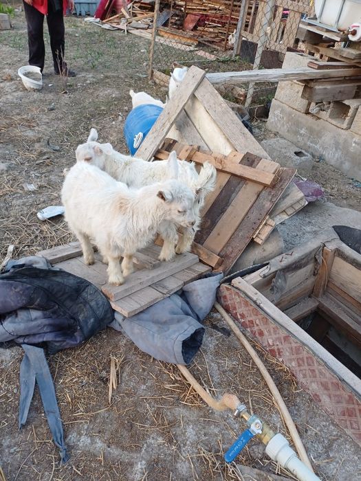 Продам коз, козлов и козлят