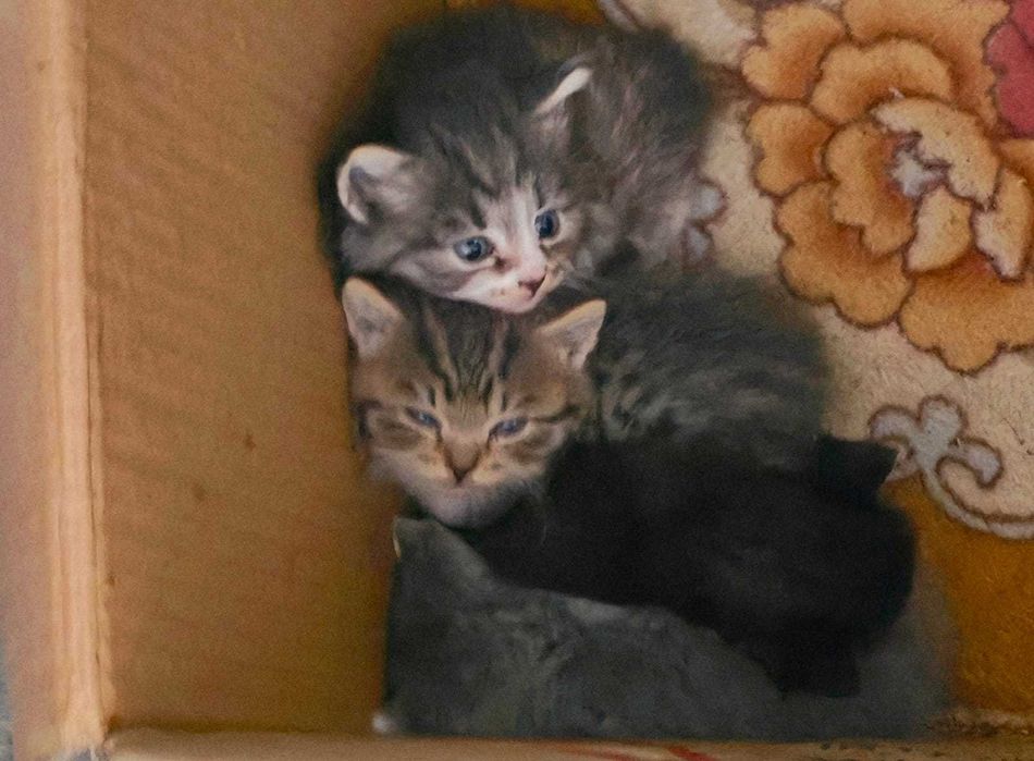 Котяточек в Добрые ручки