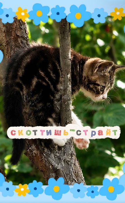 Шотландские котята