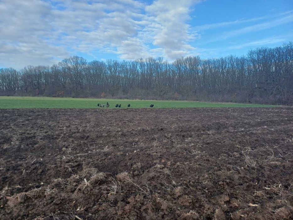 Vand oua  de gaini Australorp, pentru incubatie sau consum bio.