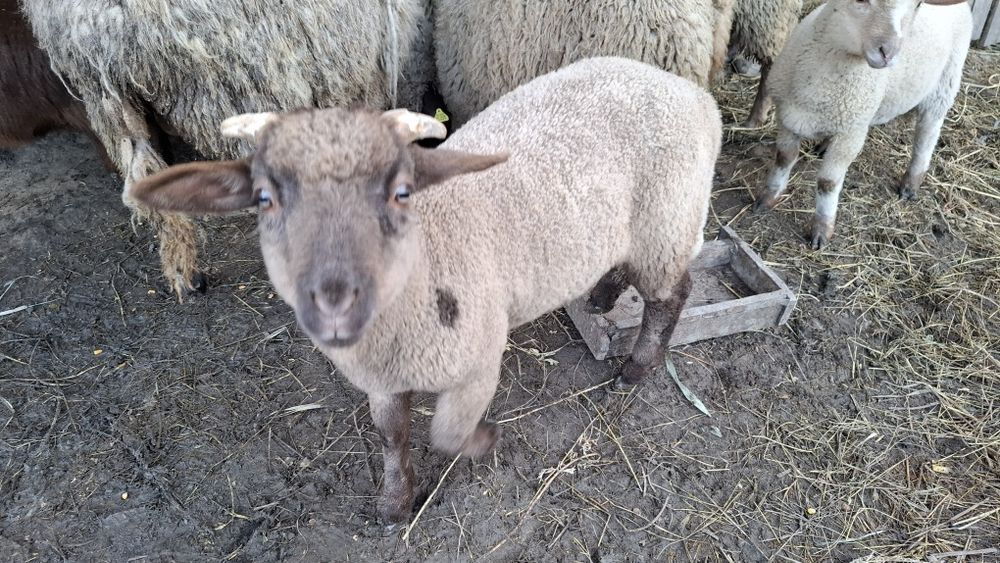 2 miei intre 20-25 kg