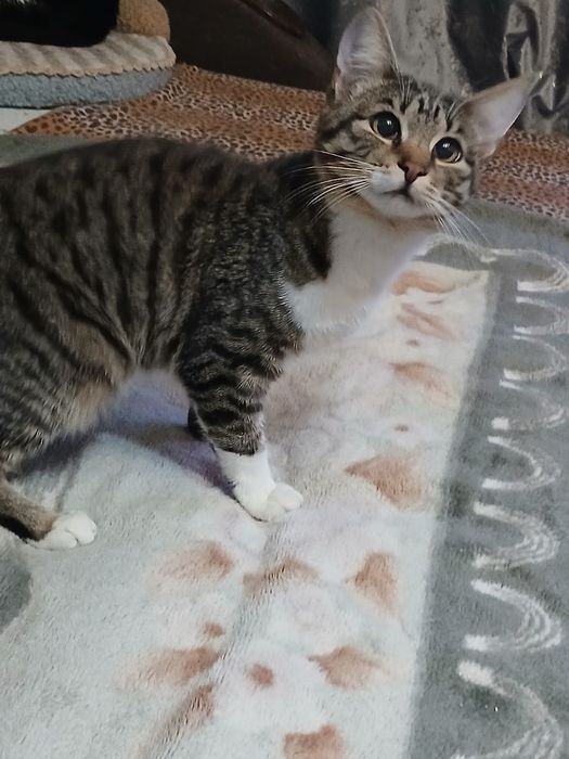 Шустрик ищет дом