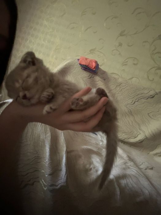 котенок шотландской вислоухой