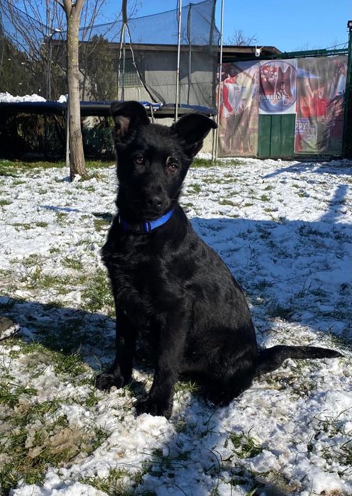 Pui ciobănesc german linie de lucru