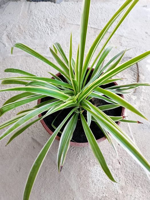 Комнатные цветы и растение