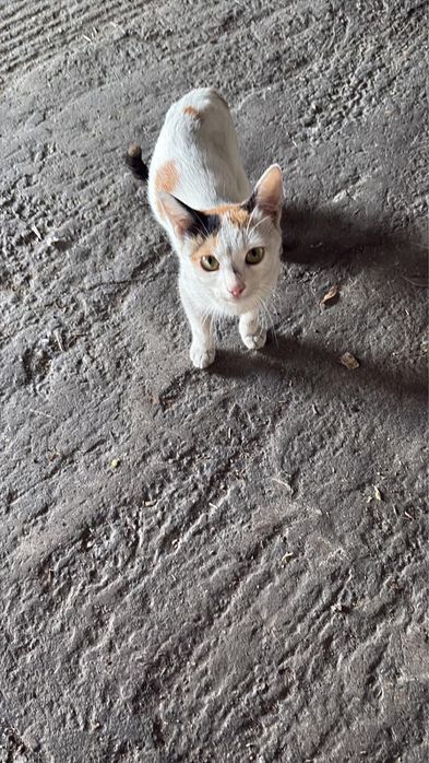 Pisicuta de dat spre adoptie