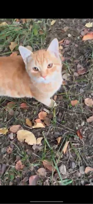 Отдам кота в хорошие руки
