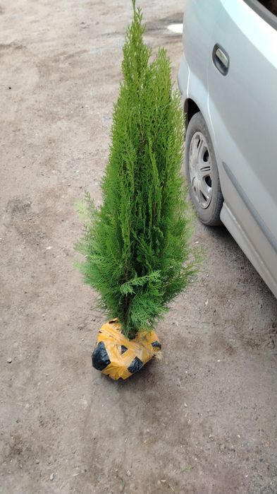 Продам саженцы яблони