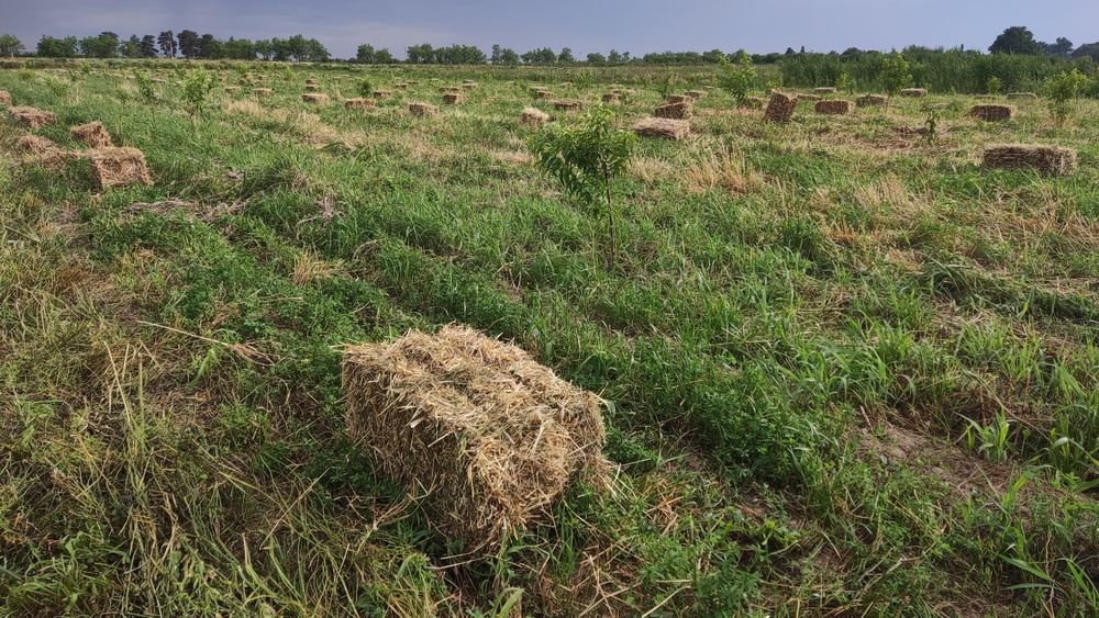 беда прес биринчи урим, хашак аралаш