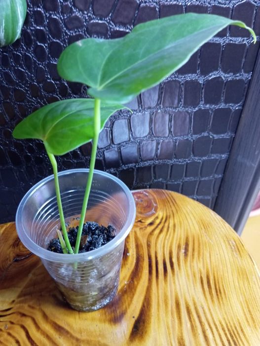 Комнатные растения