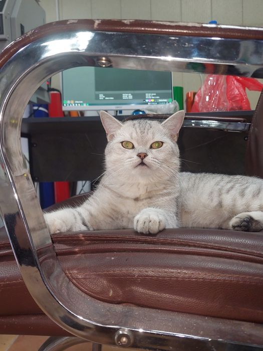 Mushuk  sotiladi serebrsti shinshila