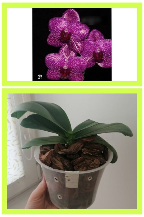 Орхидея Mituo Sun Al