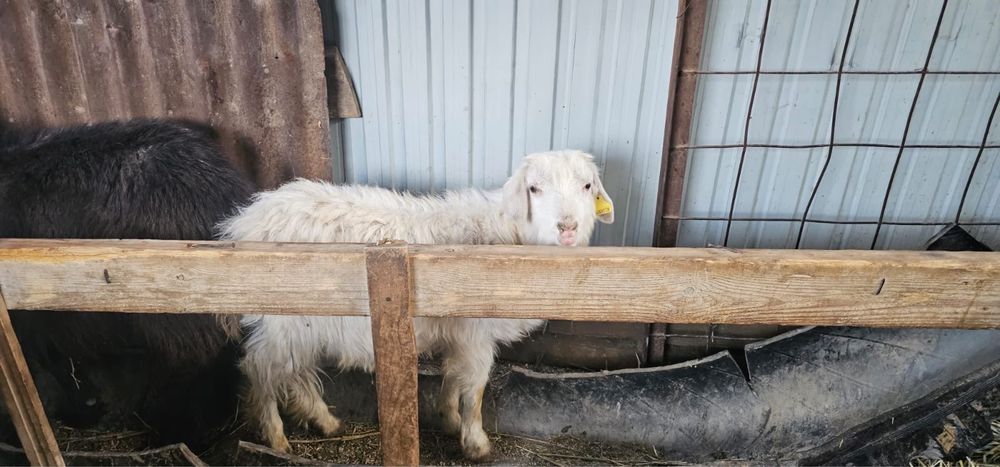 14мыңнан лақтар бар өсіп қалған