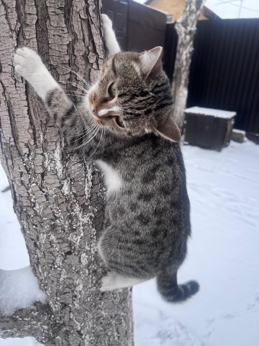 Отдам кошку мышелов
