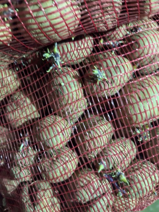 Vand carofi de samanta