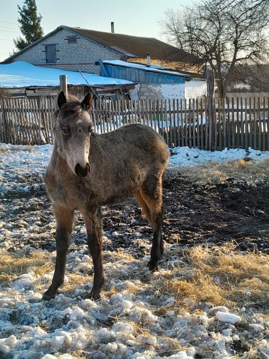 Продам лошадей разного возраста.