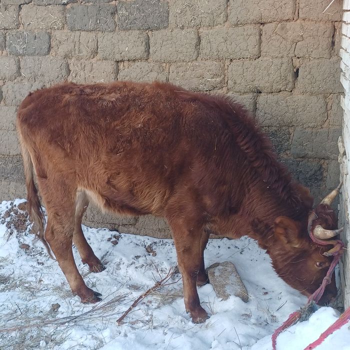 Құнажын қашар 420