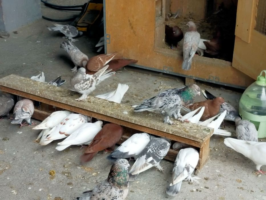 Продаются высоколётные голуби