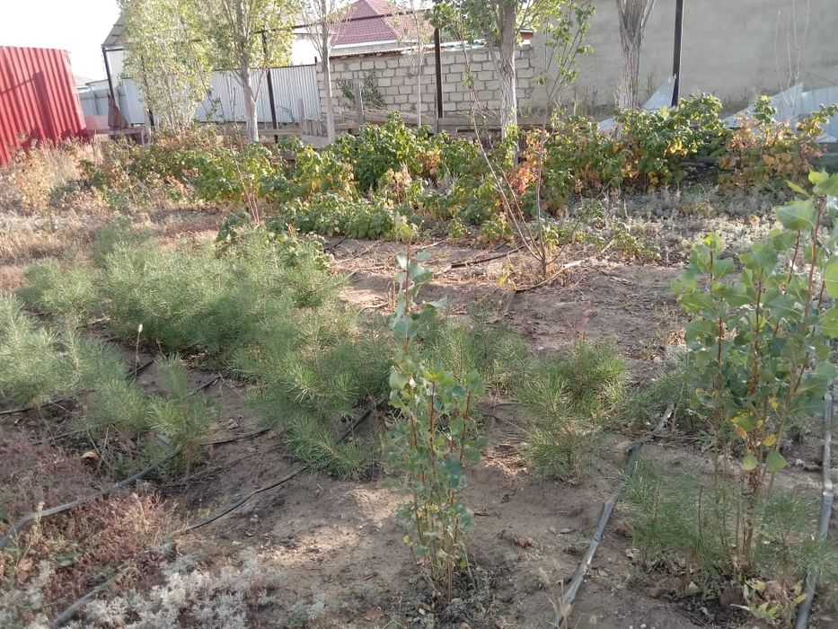 Продаю Саженцы Сосны.