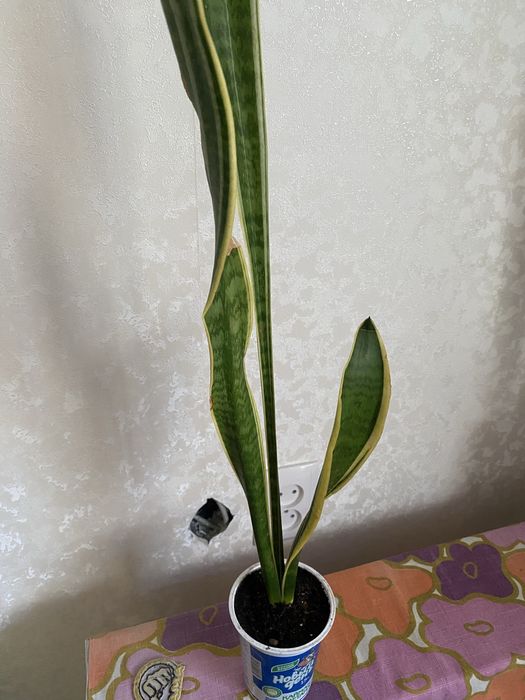 Сансивиерия вариегатная