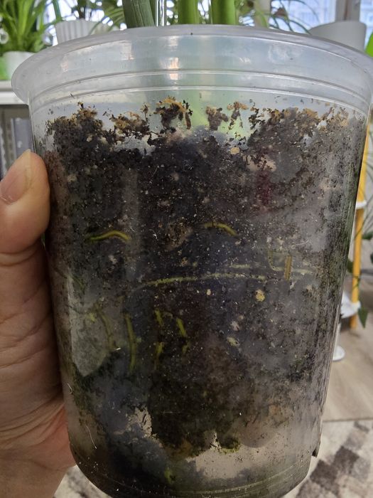 Монстера,2 роста в горшке.