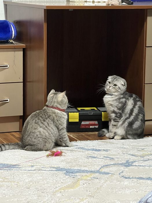 Продам шотландского котёнка