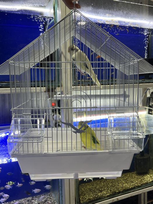 Har hil turdagi papugaylar qafaslari bilan