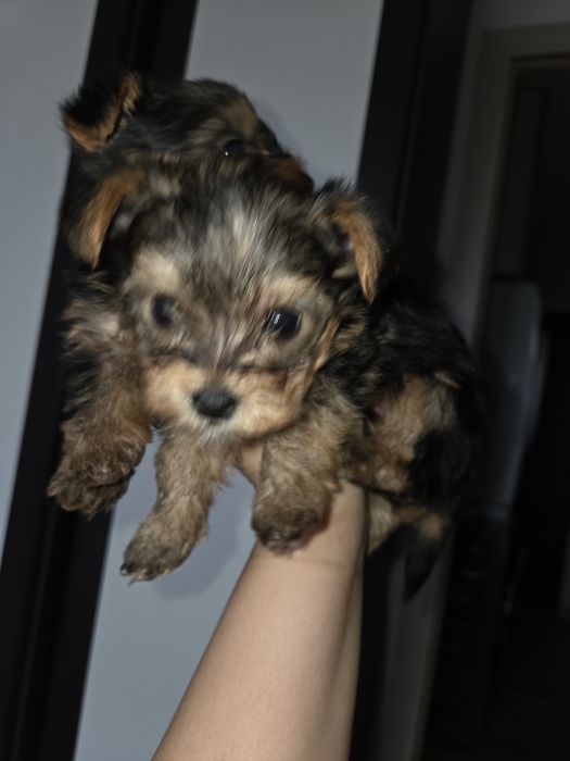 Мини Йорки момчета