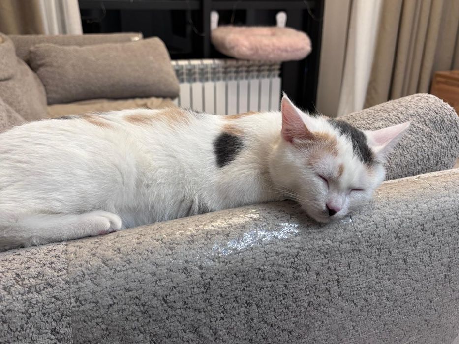 Кошка Стрелка ищет дом