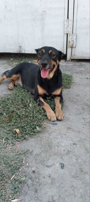 Отдам в добрые руки КОБЕЛЬ