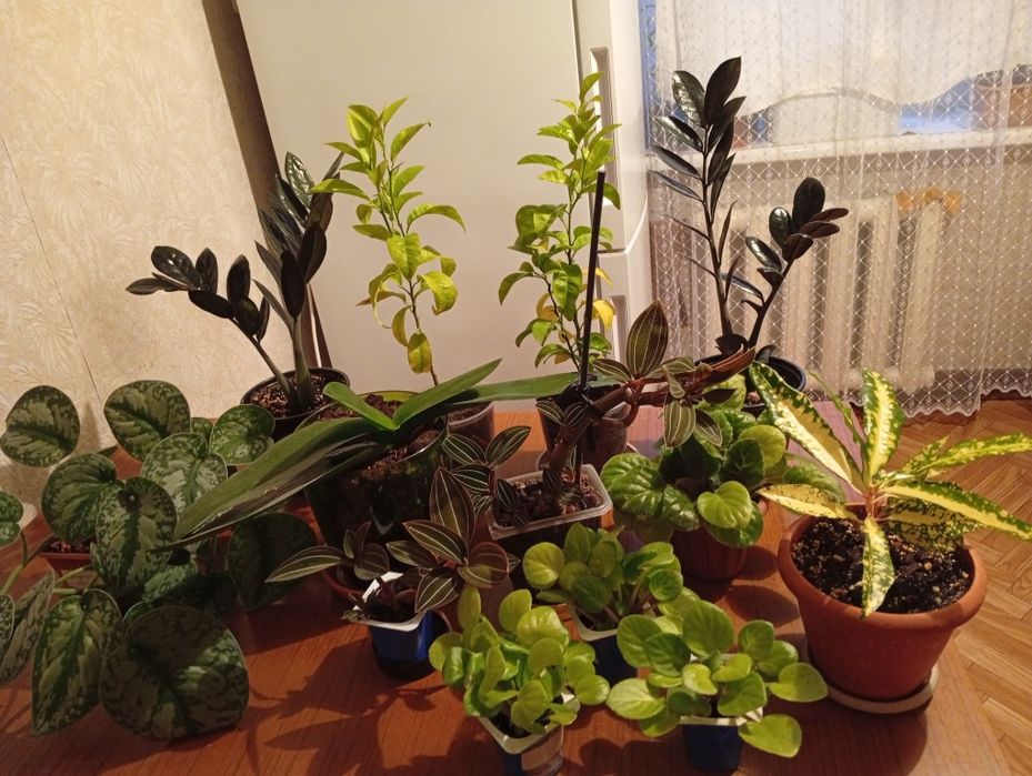 Продам комнатные растения