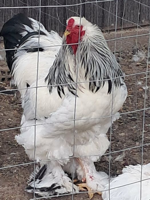 De vânzare gaini brahma !