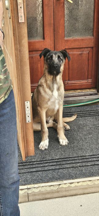 Дворянчики подростки  ищут хозяина!