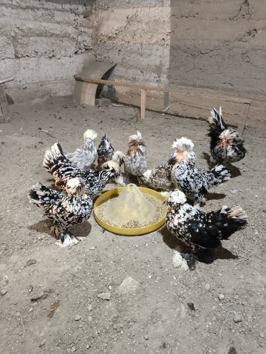 Корейский Японча