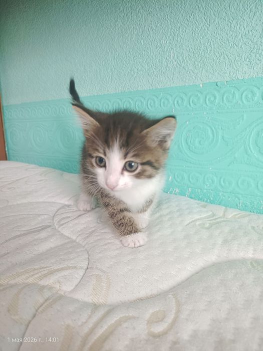 Котята, мальчики, полтора месяца