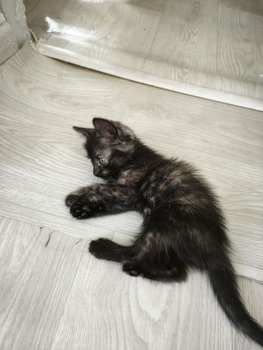 Отдам котят в добрые руки