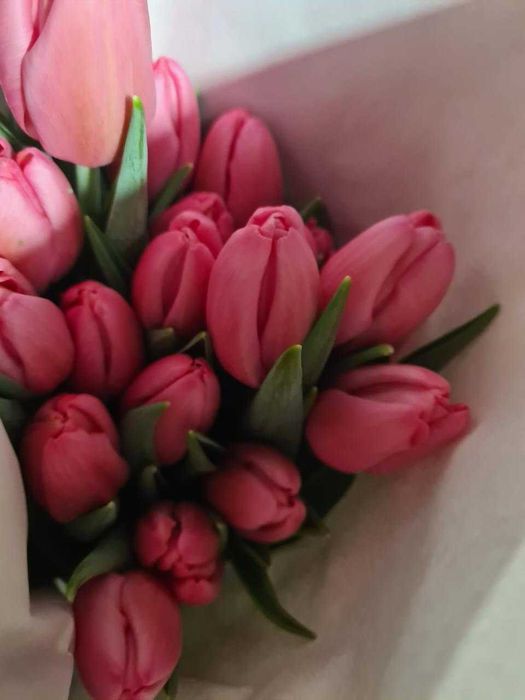 Продам голландские тюльпаны